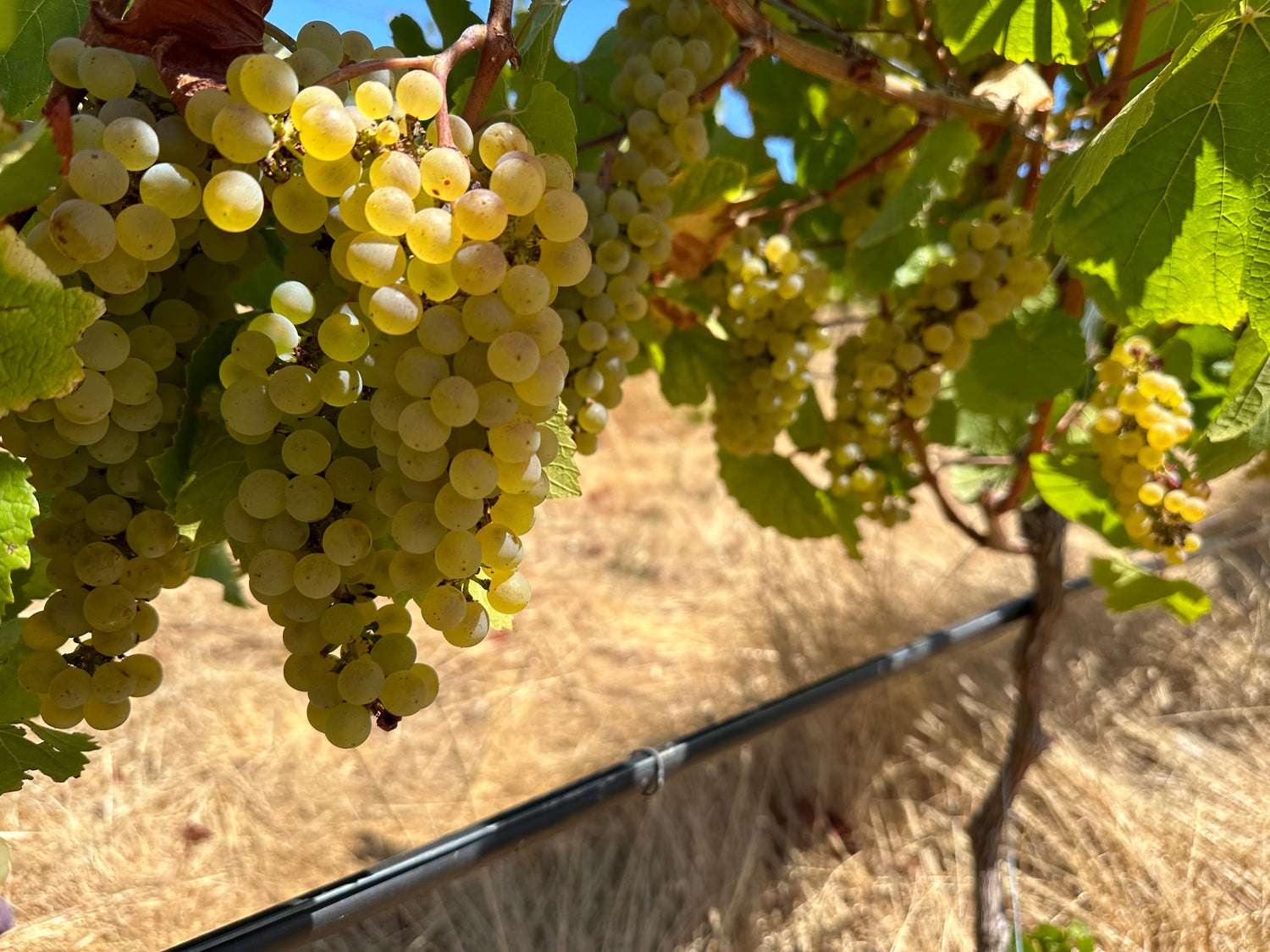 stones and thunder chardonnay grapes stones and thunder vineyard shot stones and thunder